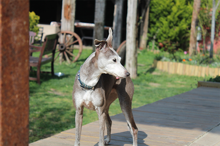 Köpek Görselleri ve Eğitimleri