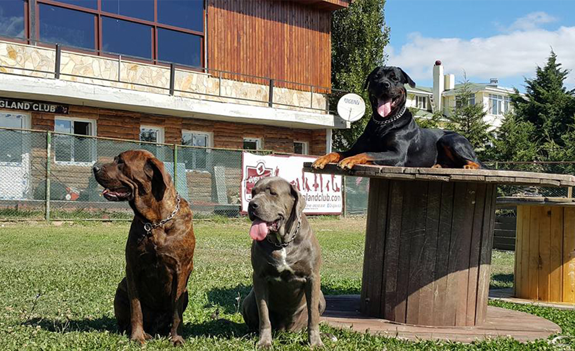 İyi bir köpek eğitimi nasıl olmalı ?